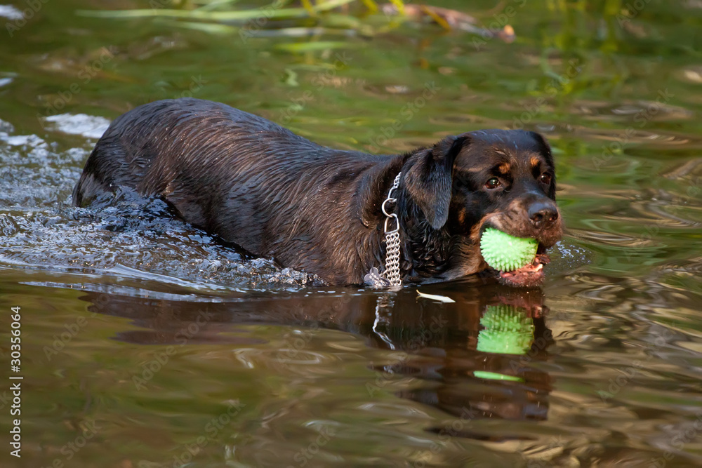 rottweiler playing in the water rottweiler playing in the water
