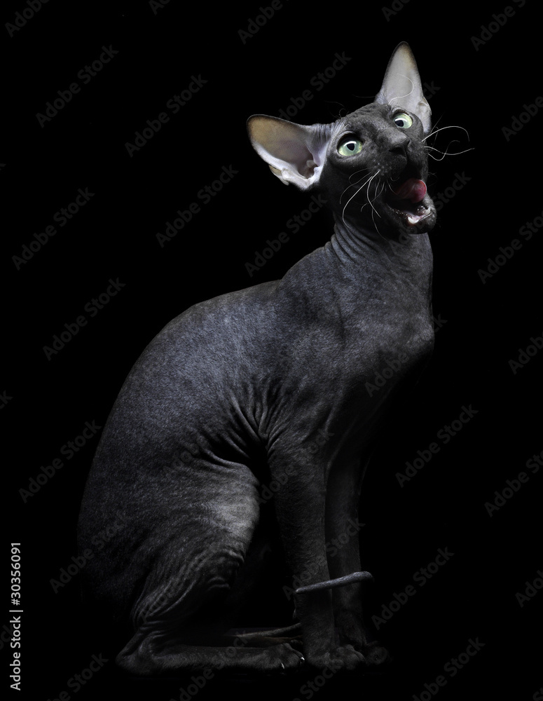 Young canadian sphynx cat sittingon on black background