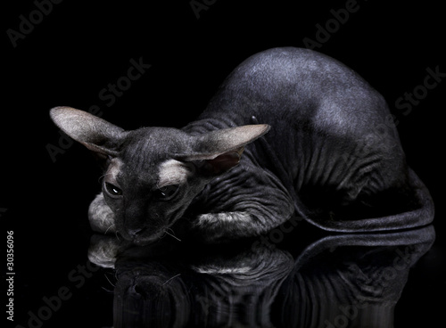 Young canadian sphynx cat lying on the mirror on black backgroun