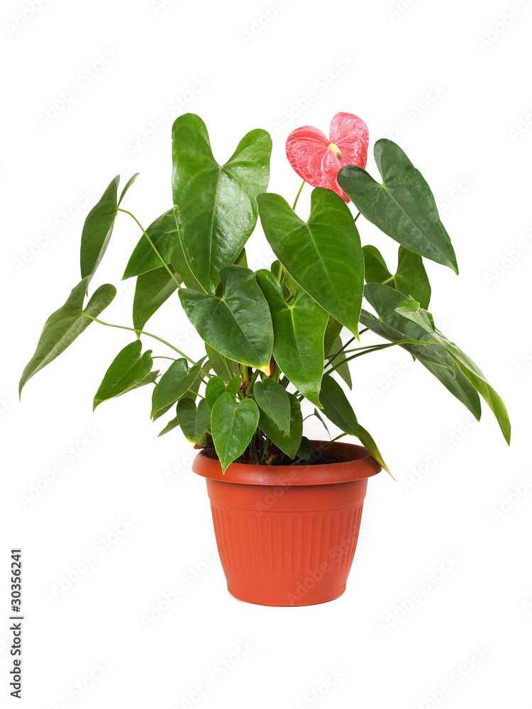 houseplant anthurium with red flower in brown flowerpot, isolate
