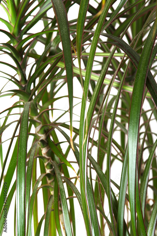 houseplant dracaena palm, closeup, isolated houseplant dracaena palm, closeup, isolated