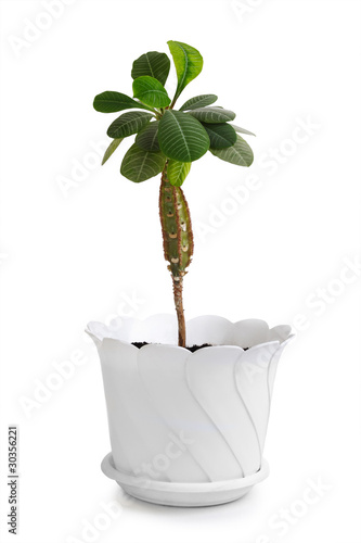 houseplant euphorbia lophogona in white flowerpot, isolated photo