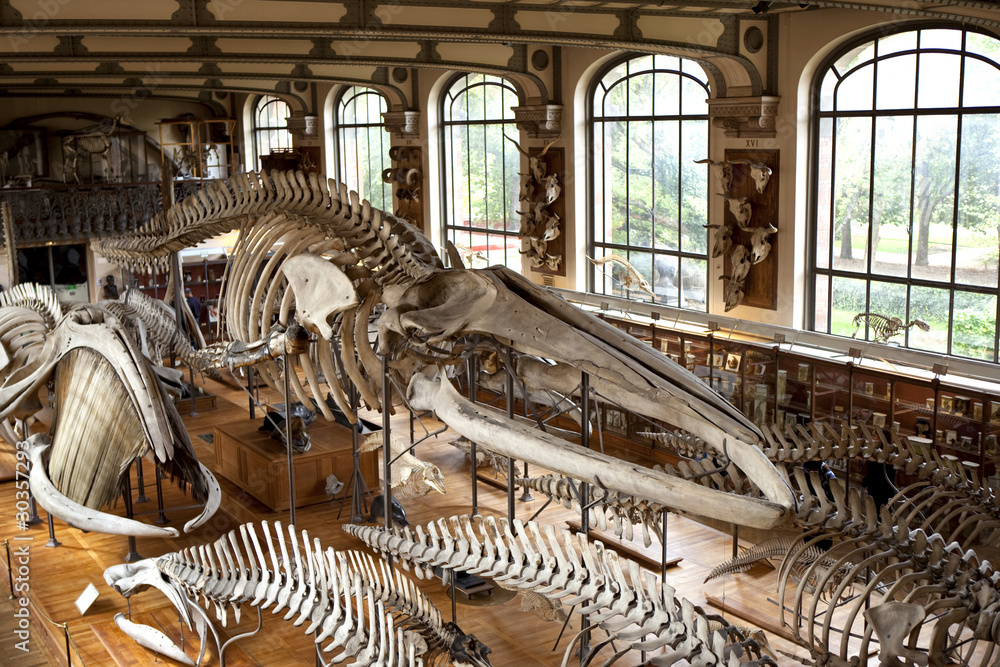 Fototapeta premium muzeum muzeum historia naturalna paryż prehistoria szkielet kości