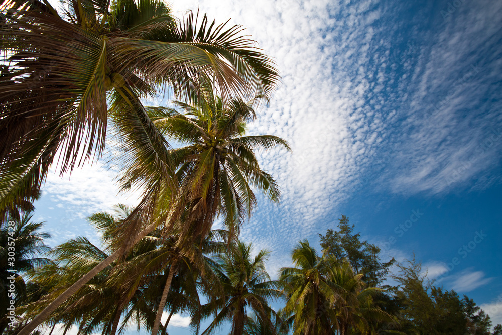 Gourp of coconuts under the cloudy sky