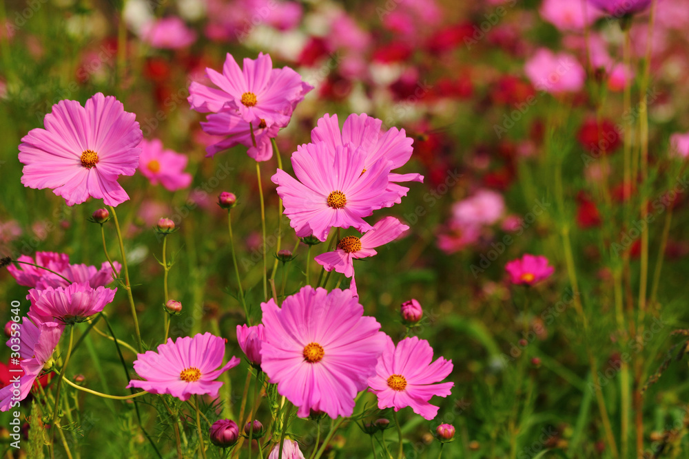 cosmos flower cosmos flower