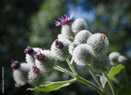 Burdock flowers. Close up.