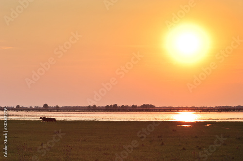 wild horses in the Danube Delta  Romania