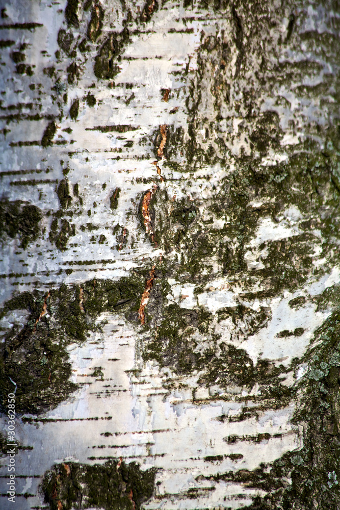 Obraz premium Текстура