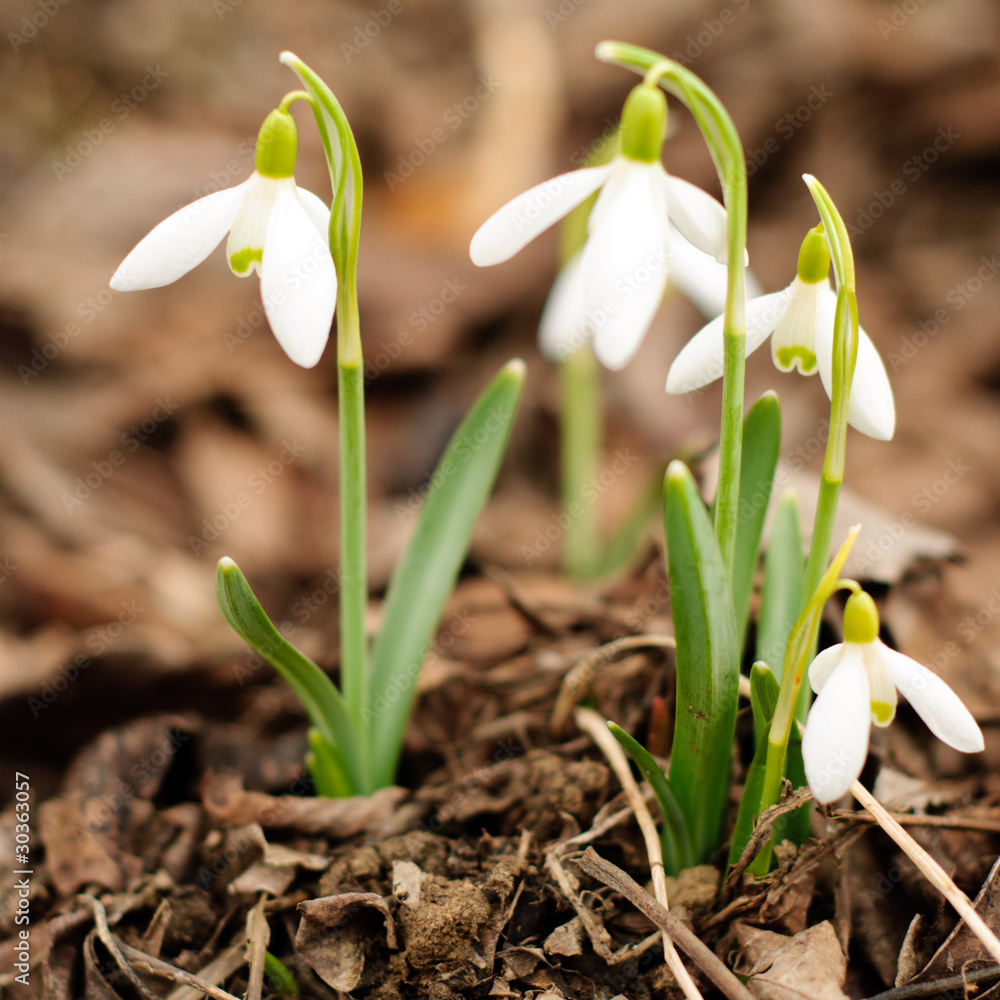 Fotografie First snowdrop