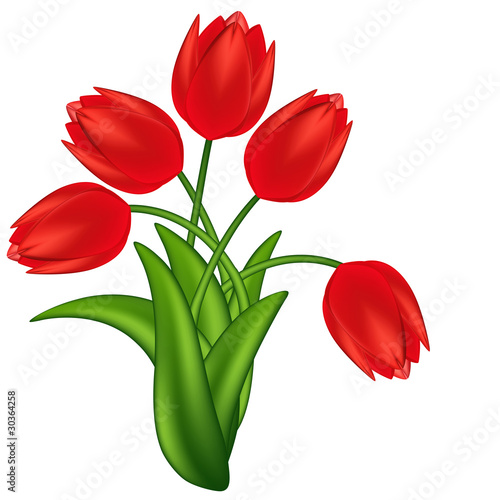 Fototapeta Naklejka Na Ścianę i Meble -  Vector illustration of red tulips. Gradient meshes.