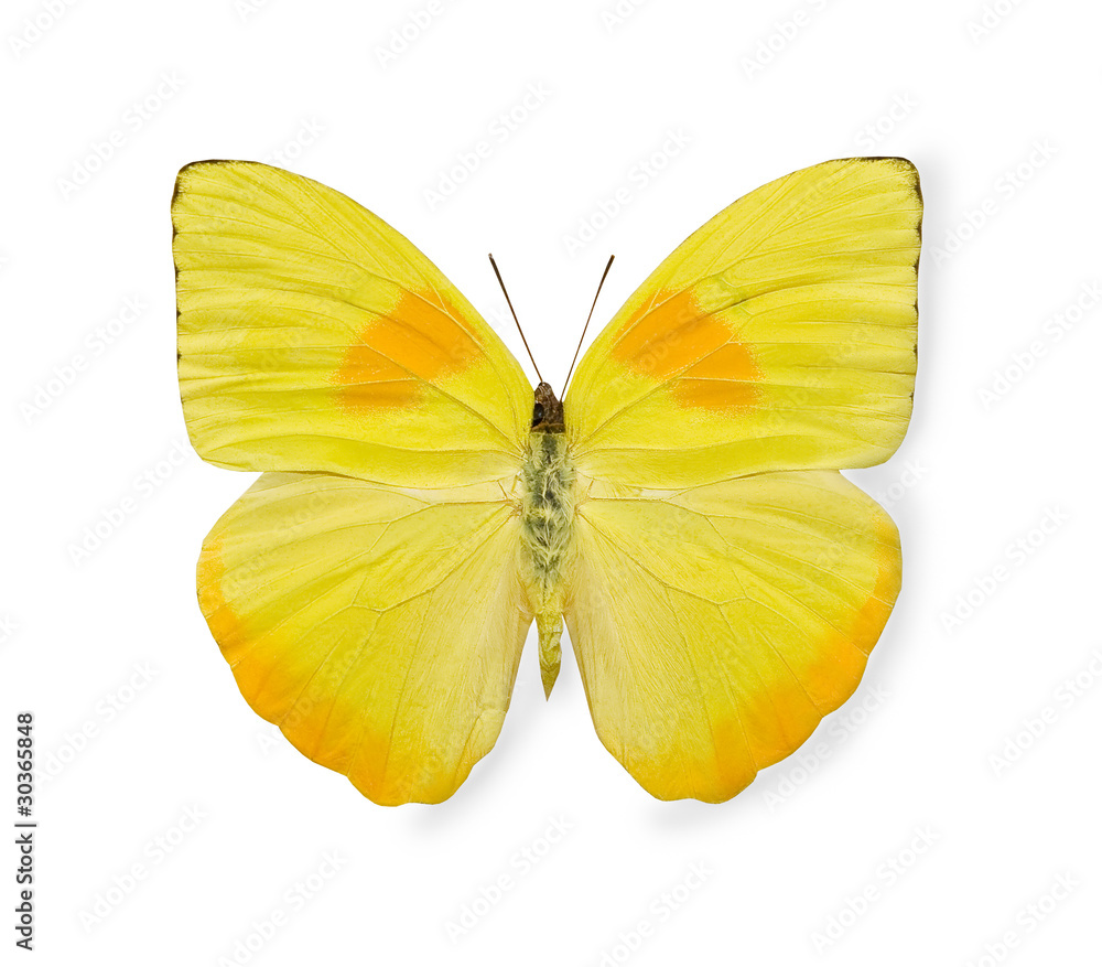 Yellow butterfly isolated on white Yellow butterfly isolated on white