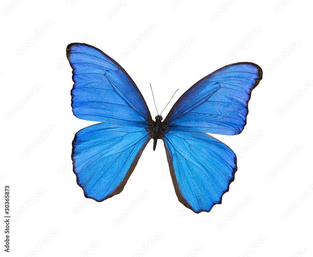 Blue butterfly isolated on white Blue butterfly isolated on white