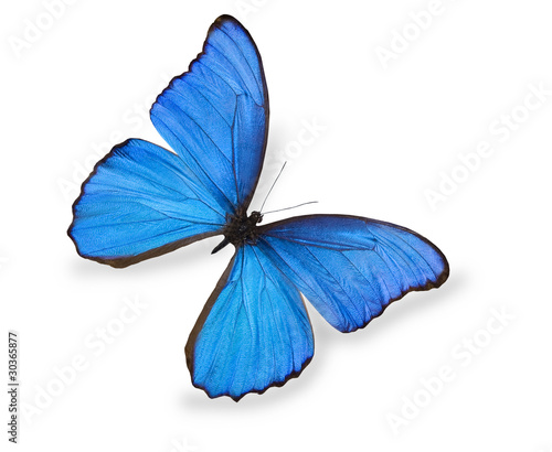 Blue butterfly isolated on white © Aleksandr Kurganov