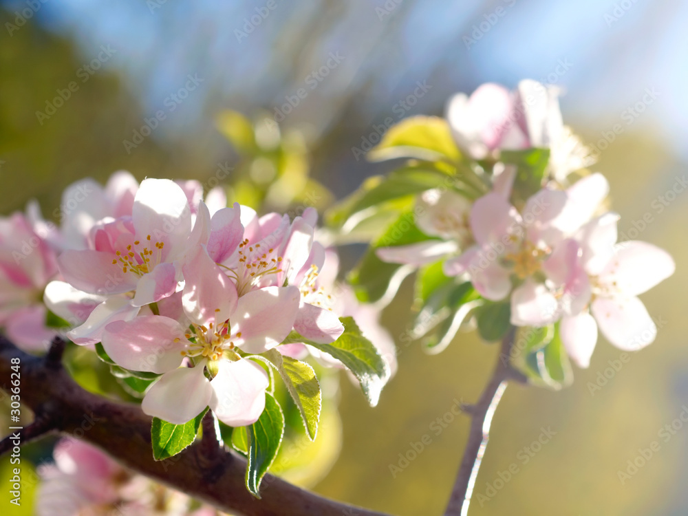 Fototapeta premium Spring blossoms