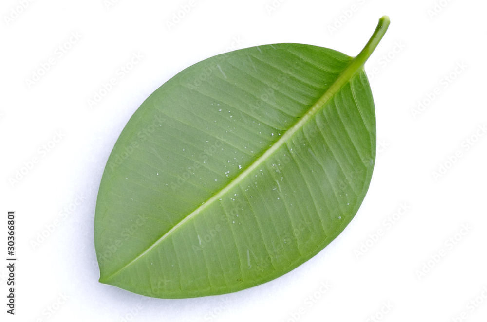 Obraz premium green leaf