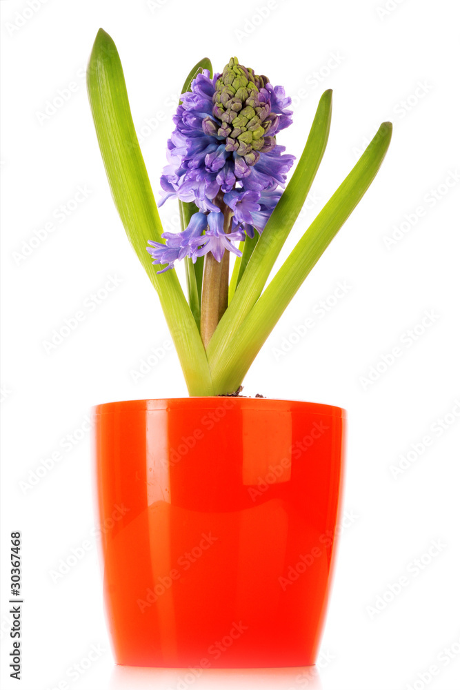 Obraz premium blue hyacinth isolated on white background