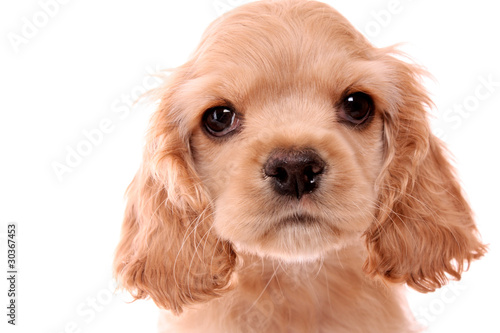 Obraz na płótnie Puppy cocker spaniel on a white background