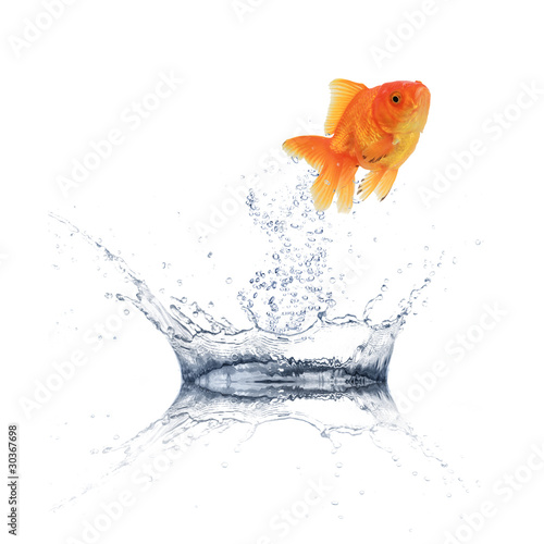 Golden fish jumping from water