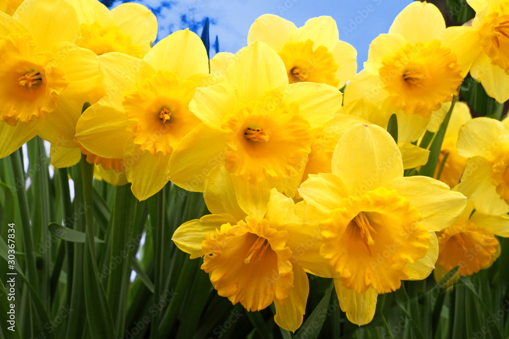 group of yellow daffodils in spring group of yellow daffodils in spring