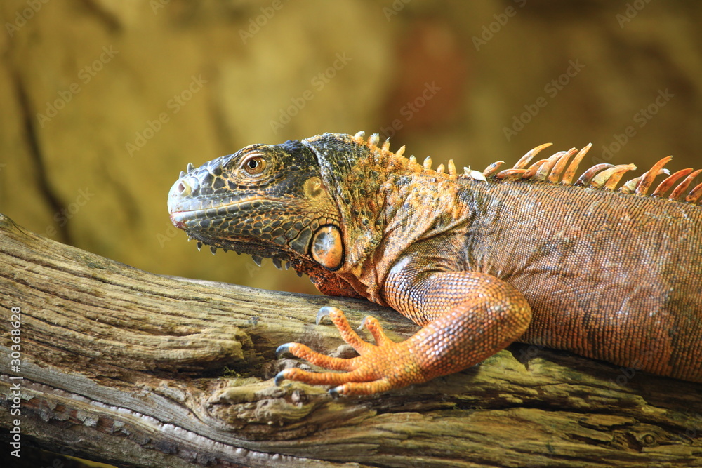 Fototapeta premium iguane vert