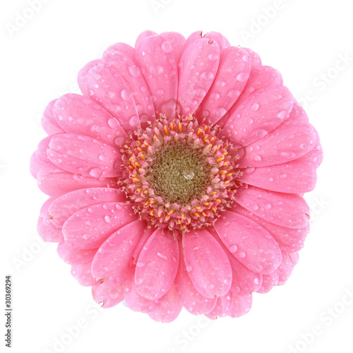 Pink gerbera flower covered with drops isolated on white