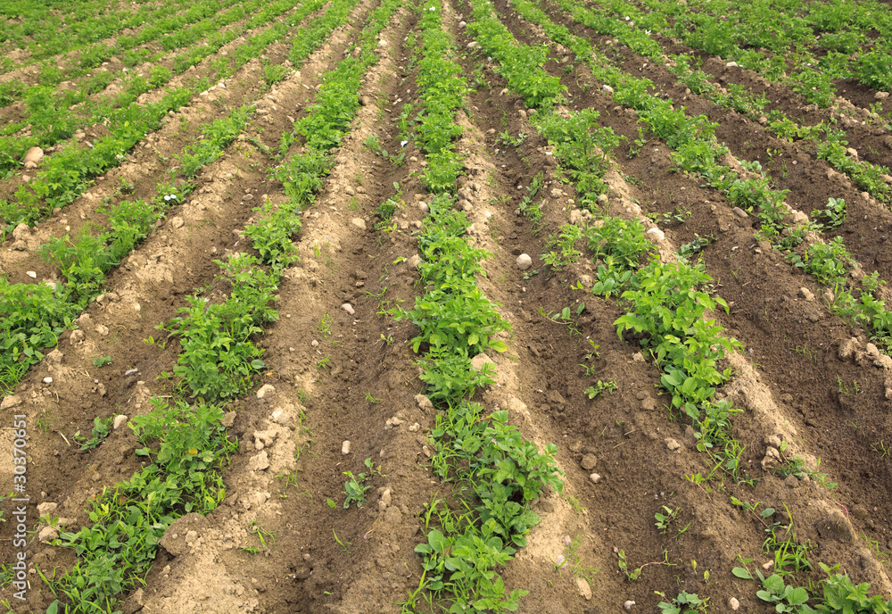 Potato sprouts on an agricultural field