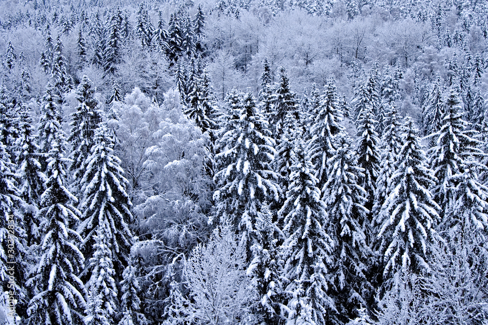 Snow on trees Snow on trees