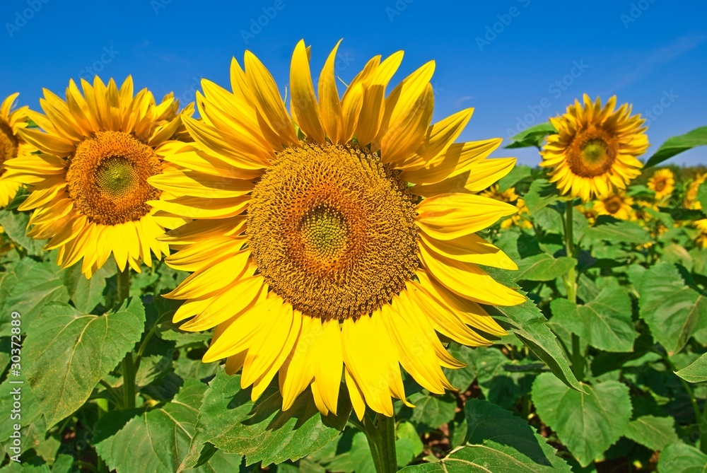 beautiful closeup sunflowers on a blue sky background