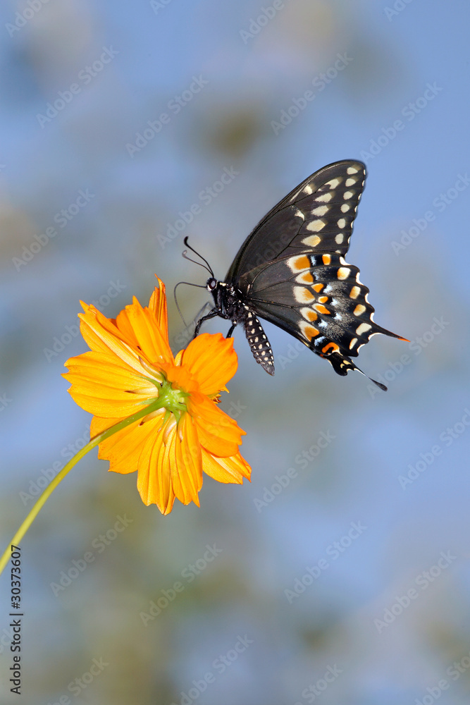 Obraz premium Black Swallowtail Butterfly