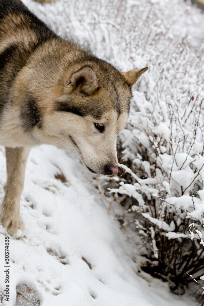 Fototapeta premium Alaskan Malamute
