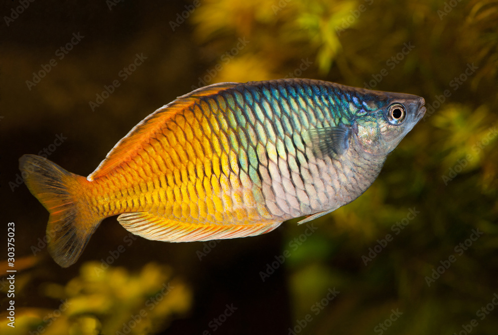 Fototapeta premium melanotaenia boesemani male