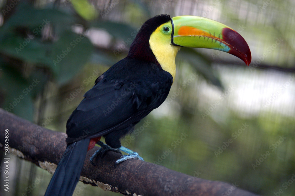 Obraz premium Toucan Ramphastos sulfuratus colorful Tucan bird in zoo