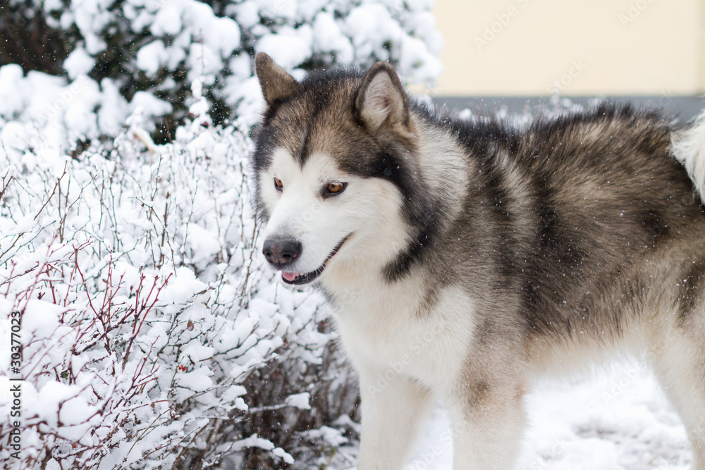 Naklejka premium Alaskan Malamute