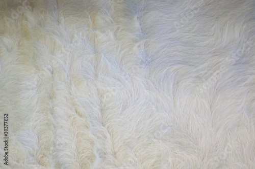Fotografie Texture poils