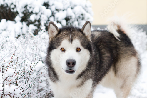 Alaskan Malamute