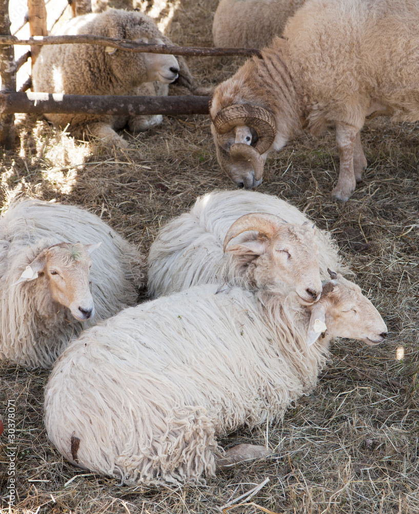 Naklejka premium Sheep sleeping in shade