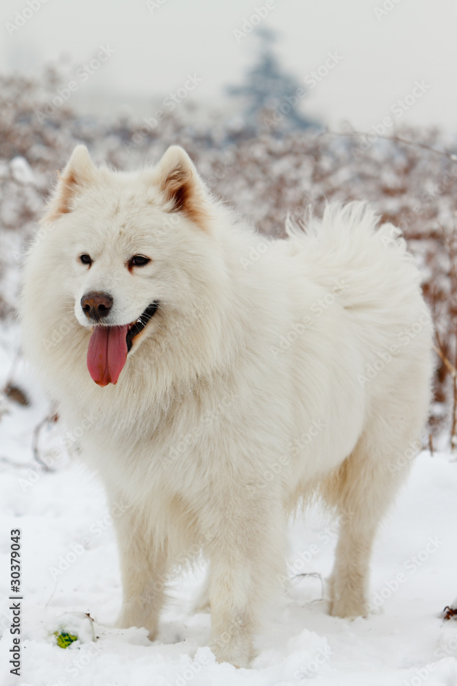 Obraz premium Samoyed