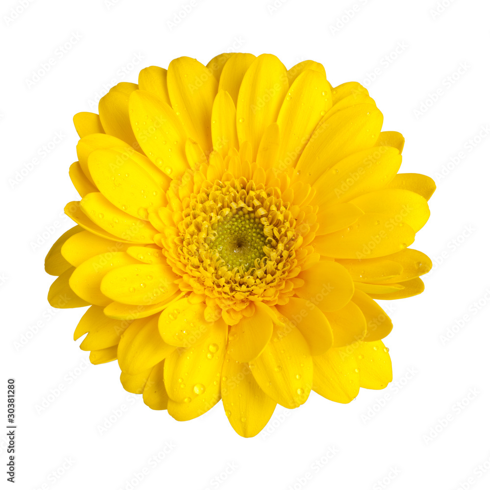 yellow gerber daisy flower isolated yellow gerber daisy flower isolated