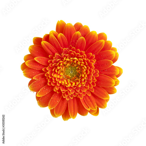 orange starburst gerber daisy flower isolated