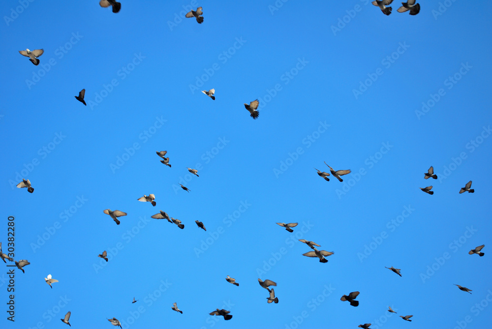 Fototapeta premium many flying pigeons