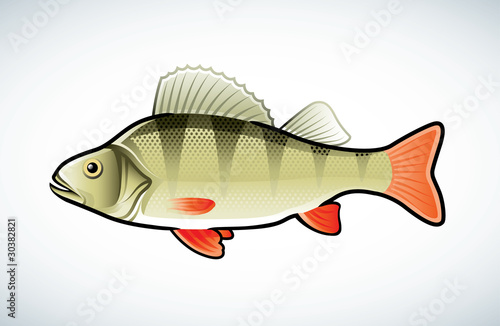 Vector illustration of a perch isolated on white