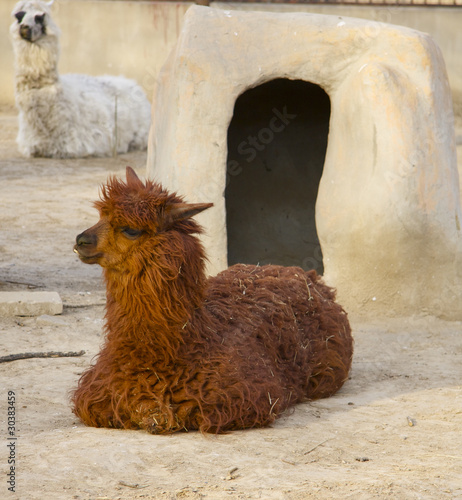 Alpaca Suri