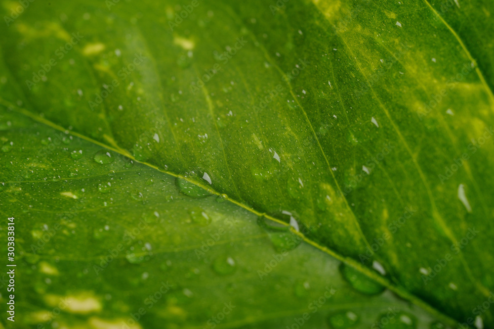 Texture of a wet green leaf as background Texture of a wet green leaf as background