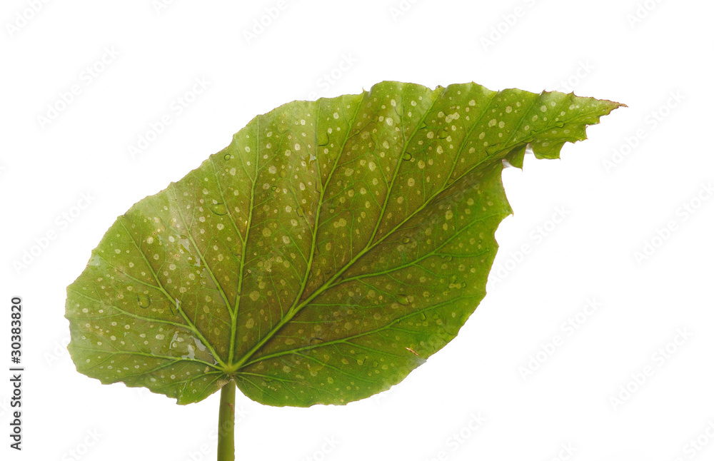 Fototapeta premium part of a wet green leaf isolated over white background