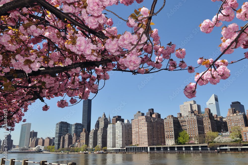 Naklejka premium New York City Skyline & Cherry blossoms.