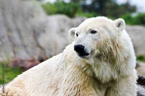 Polarbear - Ursus maritimus