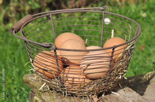 oeufs frais dans panier