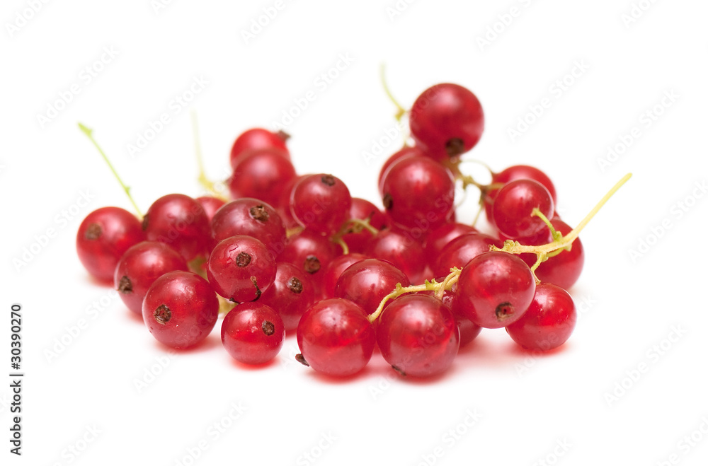red currant red currant