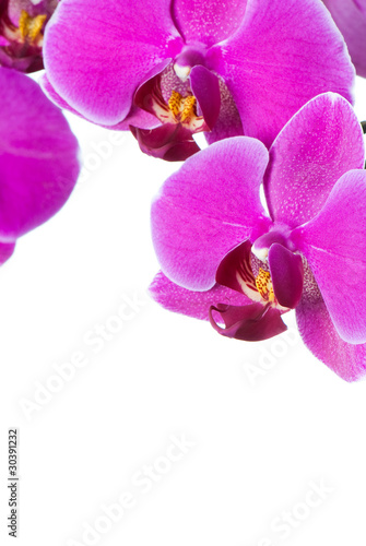 phalaenopsis