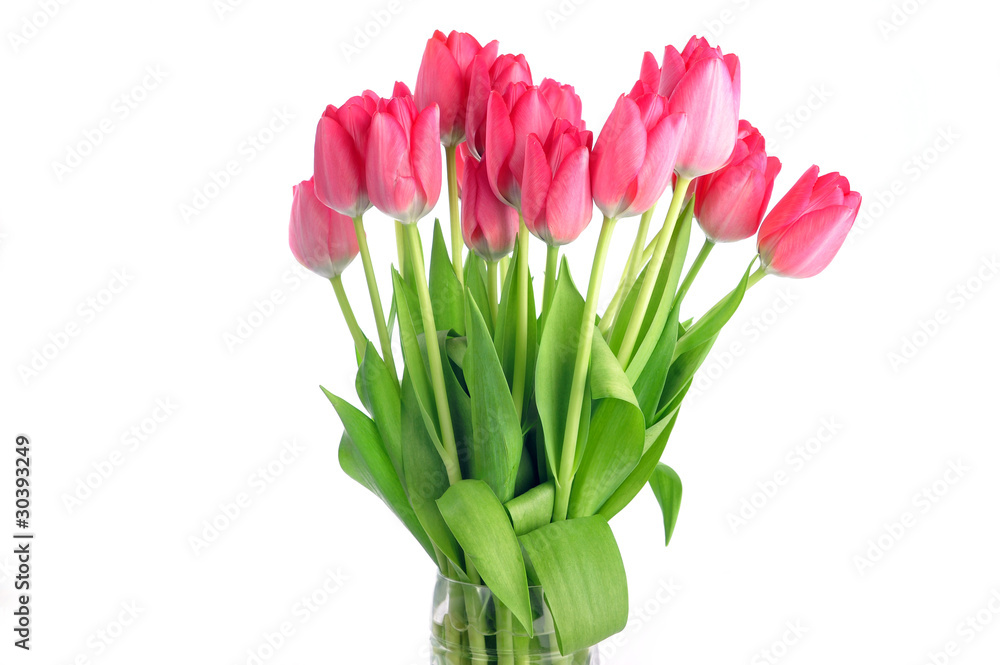 red tulips red tulips